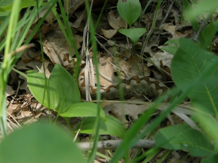 Vipera cu corn (Vipera ammodytes), Pădurea Babadag 25.05.2008
