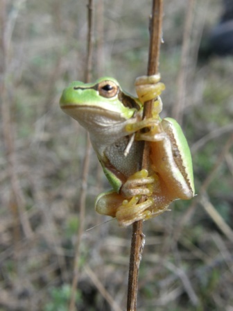 Brotăcel (Hyla arborea), Grindul Chituc 20.09.2010