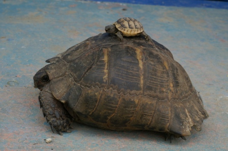 Common tortoises (Testudo graeca), Babadag Forest, 2006/05/24