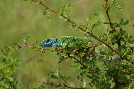 Eastern green lizard (Lacerta viridis, ♂), Cheia, 2006/06/03