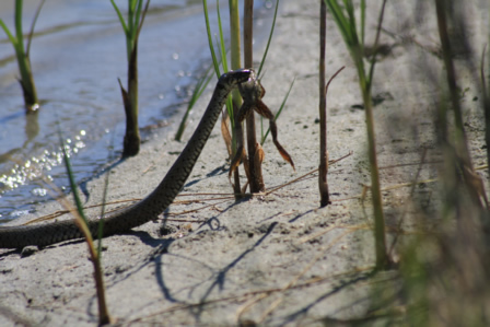 Şarpele de casă (Natrix natrix), Grindul Chituc 12.08.2010