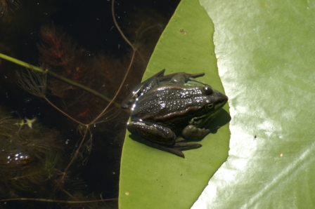 Marsh frog (Rana ridibunda), 2007/06/04