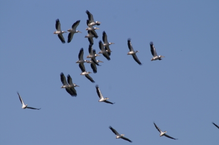 Rosapelikane (Pelecanus onocrotalus), Grindul Sărăturile 04.06.2007