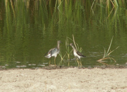 Teichwasserläufer (Tringa stagnatilis), Grindul Lupilor 09-2010