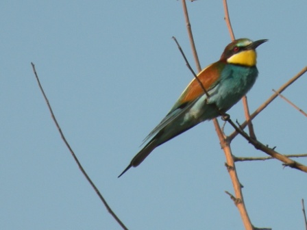 Bienenfresser (Merops apiaster), Jurilovca 09.06.2009