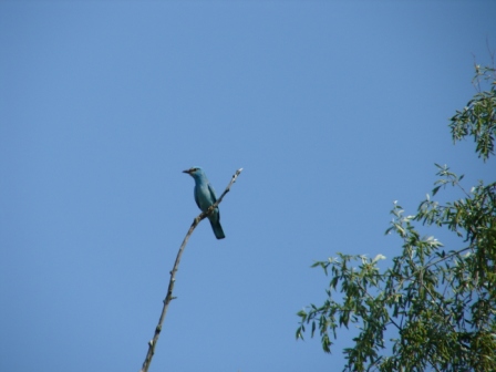 Blauracke (Coracias garrulus), 17.05.2006