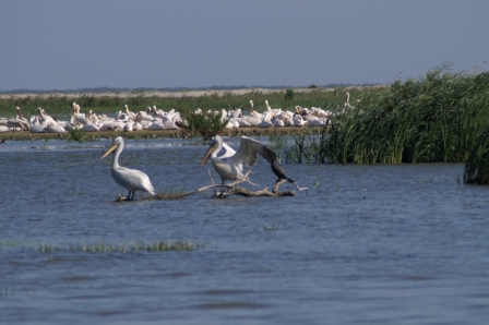 Krauskopf- & Rosapelikane (Pelecanus crispus & P. onocrotalus), Lagune von Sacalin 02.06.2007