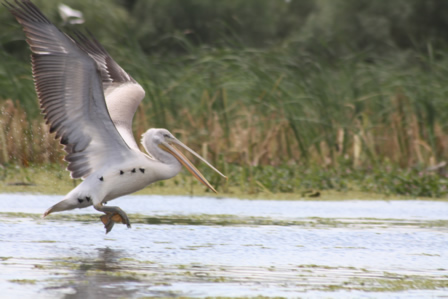 Krauskopfpelikan (Pelecanus crispus) mit Wassernkastanien im Gefieder, Nähe Purcelu-See 28.08.2010
