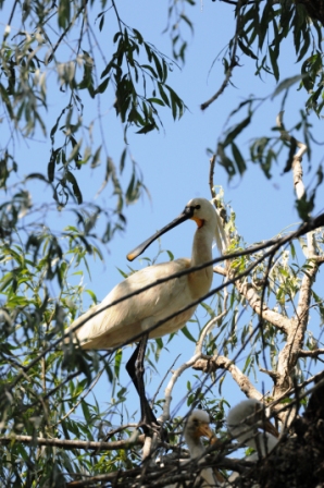 Löffler (Platalea leucorodia) mit Nestlingen, Brutkolonie 05.06.2010