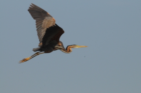 Purpurreiher (Ardea purpurea), Grindul Sărăturile 28.05.2010