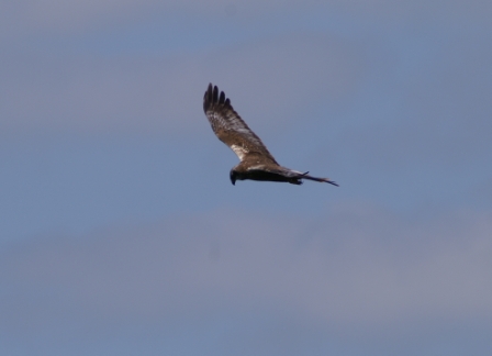 Rohrweihe (Circus aeruginosus, ♂), Grindul Sărăturile 04.06.2007