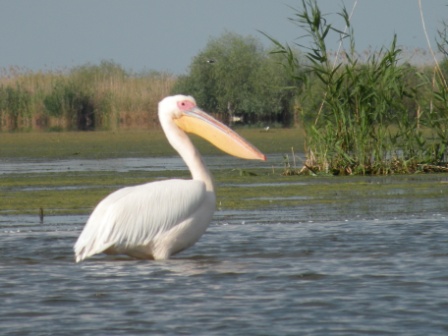 白鹈鹕 (Pelecanus onocrotalus)