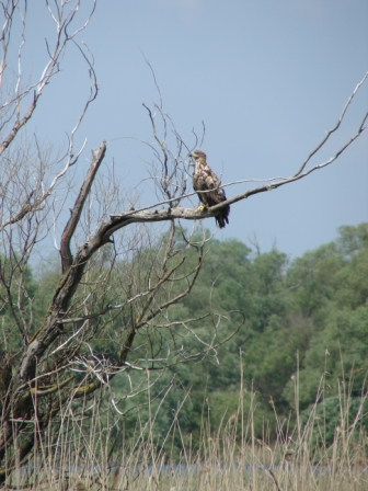 白尾海雕 (Haliaeetus albicilla)