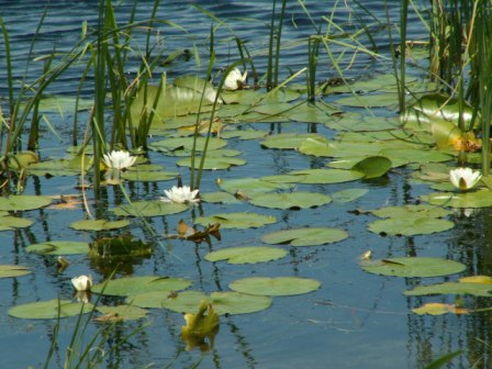 白睡莲 (Nymphaea alba)