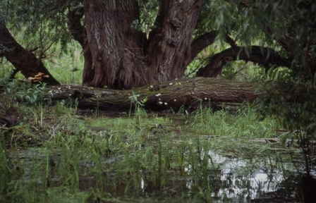 一棵古老的白柳 (Salix alba)