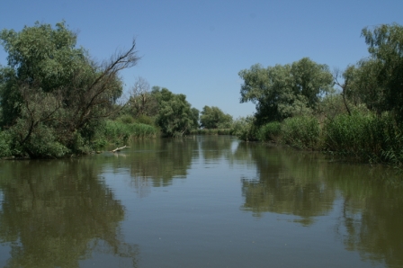 几株古老的白柳 (Salix alba)
