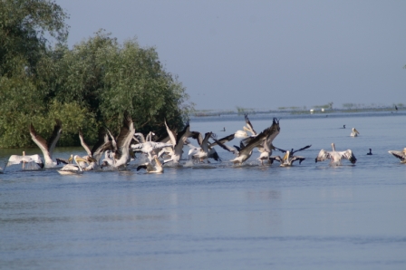 Entrée de la lagune de Sacalin - Pélicans blancs (Pelecanus onocrotalus)