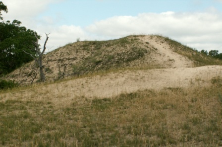 莱塔森林：点缀着树木的的沙丘风景