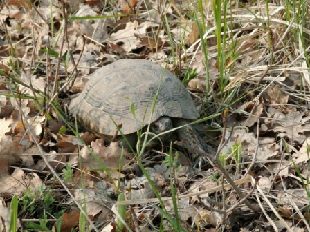 Babadag Forest in spring - common tortoise (Testudo graeca)