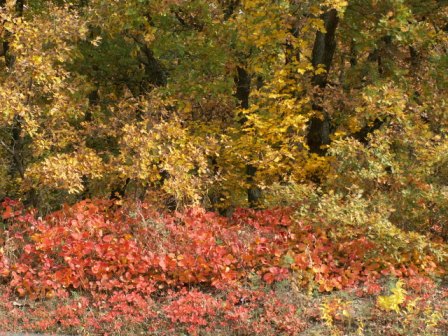 Forêt de Babadag en automne