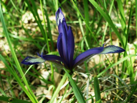 长颈鸢尾 (Iris sintenisii)，2006.5.24，巴巴达格森林