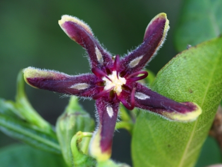 希腊杠柳 (Periploca graeca)，2006.5.30，莱塔森林