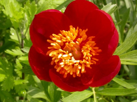 红芍药 (Paeonia peregrina)，2008.5.11，巴达达格森林