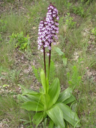 红门兰 (Orchis purpurea)，2008.5.11，巴达达格森林