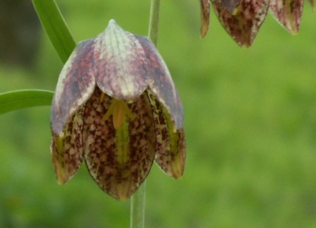 贝母 (Fritillaria orientalis)，2009.4.16，范塔纳海