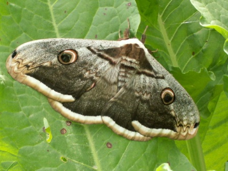 Great peacock moth (Saturnia pyri), Jurilovca, 2010/05/11