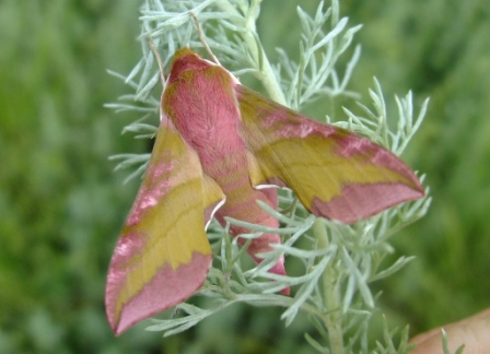 红天蛾 (Deilephila porcellus)，2010.6.3，斯拉瓦山谷