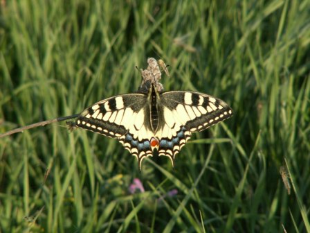 Old world swallowtail (Papilio machaon), Jurilovca, 2007/05