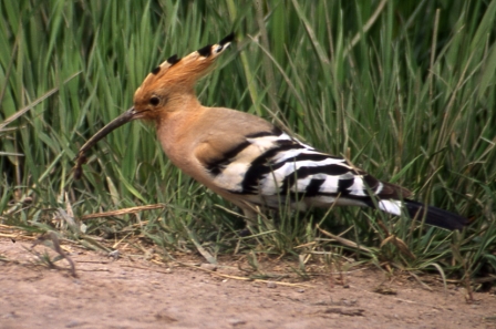 Wiedehopf (Upupa epops) zeigt sich überall