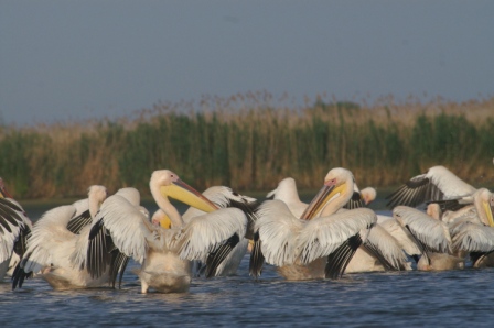 Rosapelikane (Pelecanus onocrotalus) auf dem Wasser bei Jurilovca