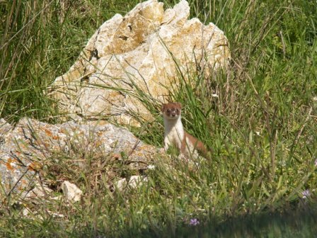 Mauswiesel (Mustela nivalis), Grindul Chituc 25.04.2008