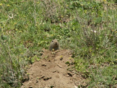 欧洲地松鼠 (Spermophilus citellus)，2006.4，如里洛夫卡