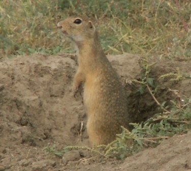 Ziesel (Spermophilus citellus), Jurilovca 06-2009